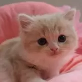 スコティッシュフォールド(立ち耳)
