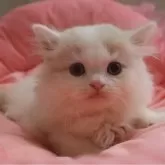 スコティッシュフォールド(立ち耳)