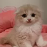 スコティッシュフォールド(折れ耳)