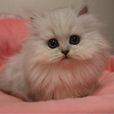 ペルシャ(チンチラ)