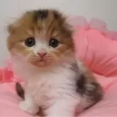 スコティッシュフォールド(折れ耳)