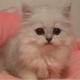 ペルシャ(チンチラ)