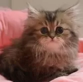 ペルシャ(チンチラ)