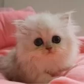 ペルシャ(チンチラ)
