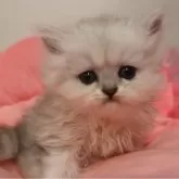 ペルシャ(チンチラ)