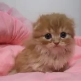 スコティッシュフォールド(折れ耳)