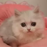 ミヌエット(長足)