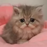 スコティッシュフォールド(立ち耳)