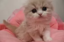 スコティッシュフォールド(折れ耳)【東京都・女の子・2025年12月28日・クリームタビー&ホワイト】の写真2