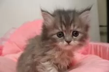 ミヌエット(長足)【東京都・女の子・2025年9月12日・ブルーパッチドタビー&ホワイト】の写真2