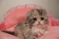 スコティッシュフォールド(折れ耳)【東京都・女の子・2025年11月28日・ダイリュートキャリコ】の写真2