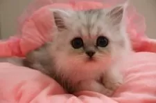 ペルシャ(チンチラ)【東京都・男の子・2025年2月16日・チンチラシルバー】の写真2