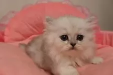 ミヌエット(長足)【東京都・女の子・2025年8月30日・チンチラシルバー】の写真2