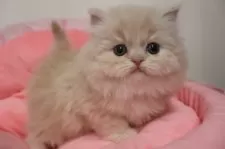 スコティッシュフォールド(立ち耳)【東京都・女の子・2025年12月14日・クリームタビー】の写真2