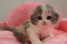 スコティッシュフォールド(折れ耳)【東京都・女の子・2025年1月29日・ダイリュートキャリコ】の写真2