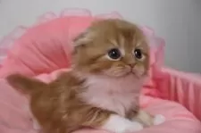 スコティッシュフォールド(折れ耳)【東京都・女の子・2025年10月23日・レッドタビー&ホワイト】の写真2