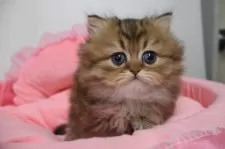 ペルシャ(チンチラ)【東京都・男の子・2026年1月25日・チンチラゴールデン】の写真2