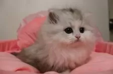 ミヌエット(短足)【東京都・女の子・2025年12月5日・シルバーパッチドタビー&ホワイト】の写真2