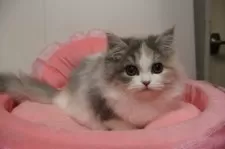 スコティッシュフォールド(立ち耳)【東京都・女の子・2025年8月15日・ダイリュートキャリコ】の写真2