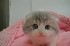 スコティッシュフォールド(折れ耳)【東京都・男の子・2024年11月10日・ブルータビー&ホワイト】の写真2