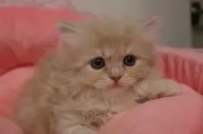 スコティッシュフォールド(立ち耳)【東京都・男の子・2025年10月23日・クリームタビー】の写真3