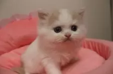 スコティッシュフォールド(立ち耳)【東京都・男の子・2025年9月20日・クリームタビー&ホワイト】の写真3