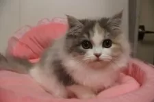 スコティッシュフォールド(立ち耳)【東京都・女の子・2025年8月15日・ダイリュートキャリコ】の写真3