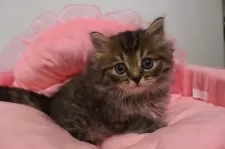 スコティッシュフォールド(立ち耳)【東京都・男の子・2025年9月20日・ブラウンタビー】の写真3