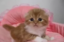 スコティッシュフォールド(折れ耳)【東京都・女の子・2025年10月23日・レッドタビー&ホワイト】の写真3