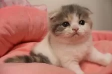 スコティッシュフォールド(折れ耳)【東京都・女の子・2025年10月4日・ダイリュートキャリコ】の写真4