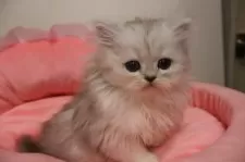 ペルシャ(チンチラ)【東京都・女の子・2025年9月13日・チンチラシルバー】の写真4