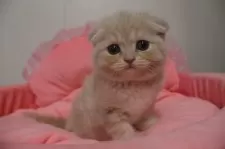 スコティッシュフォールド(折れ耳)【東京都・女の子・2026年1月4日・クリームタビー】の写真4