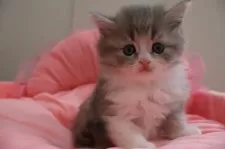 ノルウェージャンフォレストキャット【東京都・女の子・2025年4月6日・ブルータビー&ホワイト】の写真4