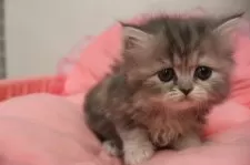 ミヌエット(長足)【東京都・女の子・2025年9月12日・ブルーパッチドタビー&ホワイト】の写真4