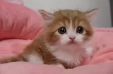 スコティッシュフォールド(立ち耳)【東京都・男の子・2025年10月23日・レッドタビー&ホワイト】の写真4