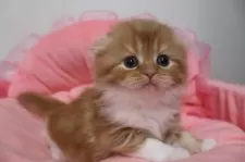 スコティッシュフォールド(折れ耳)【東京都・女の子・2025年10月23日・レッドタビー&ホワイト】の写真4