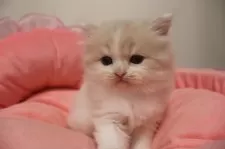 スコティッシュフォールド(立ち耳)【東京都・男の子・2025年10月4日・クリームタビー&ホワイト】の写真5