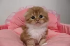 スコティッシュフォールド(折れ耳)【東京都・女の子・2025年10月23日・レッドタビー&ホワイト】の写真5