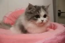 スコティッシュフォールド(立ち耳)【東京都・女の子・2025年8月15日・ダイリュートキャリコ】の写真5