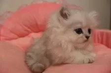 ミヌエット(長足)【東京都・男の子・2025年8月30日・チンチラシルバー】の写真5