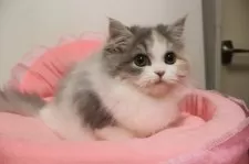 スコティッシュフォールド(立ち耳)【東京都・女の子・2025年8月15日・ダイリュートキャリコ】の写真4