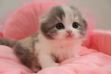 スコティッシュフォールド(折れ耳)【東京都・女の子・2025年1月29日・ダイリュートキャリコ】の写真5