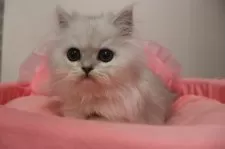 ペルシャ(チンチラ)【東京都・男の子・2025年9月13日・チンチラシルバー】の写真5