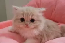 スコティッシュフォールド(立ち耳)【東京都・女の子・2025年1月17日・クリームタビー&ホワイト】の写真5