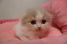 スコティッシュフォールド(折れ耳)【東京都・女の子・2025年9月7日・クリームタビー&ホワイト】の写真5