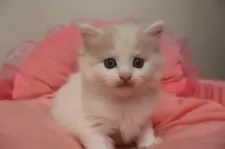 ノルウェージャンフォレストキャット【東京都・男の子・2025年9月7日・クリームタビー&ホワイト】の写真6