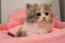 スコティッシュフォールド(立ち耳)【東京都・女の子・2025年9月5日・ダイリュートキャリコ】の写真6