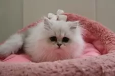 ペルシャ(チンチラ)【東京都・男の子・2024年10月25日・チンチラシルバー】の写真2