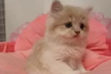 スコティッシュフォールド(立ち耳)【東京都・女の子・2025年8月25日・クリームタビー&ホワイト】の写真6