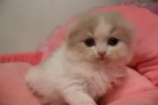 スコティッシュフォールド(折れ耳)【東京都・女の子・2025年9月7日・クリームタビー&ホワイト】の写真6